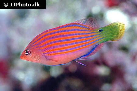 www.sixline.com|Six Line Wrasse: Fish Species Profile .